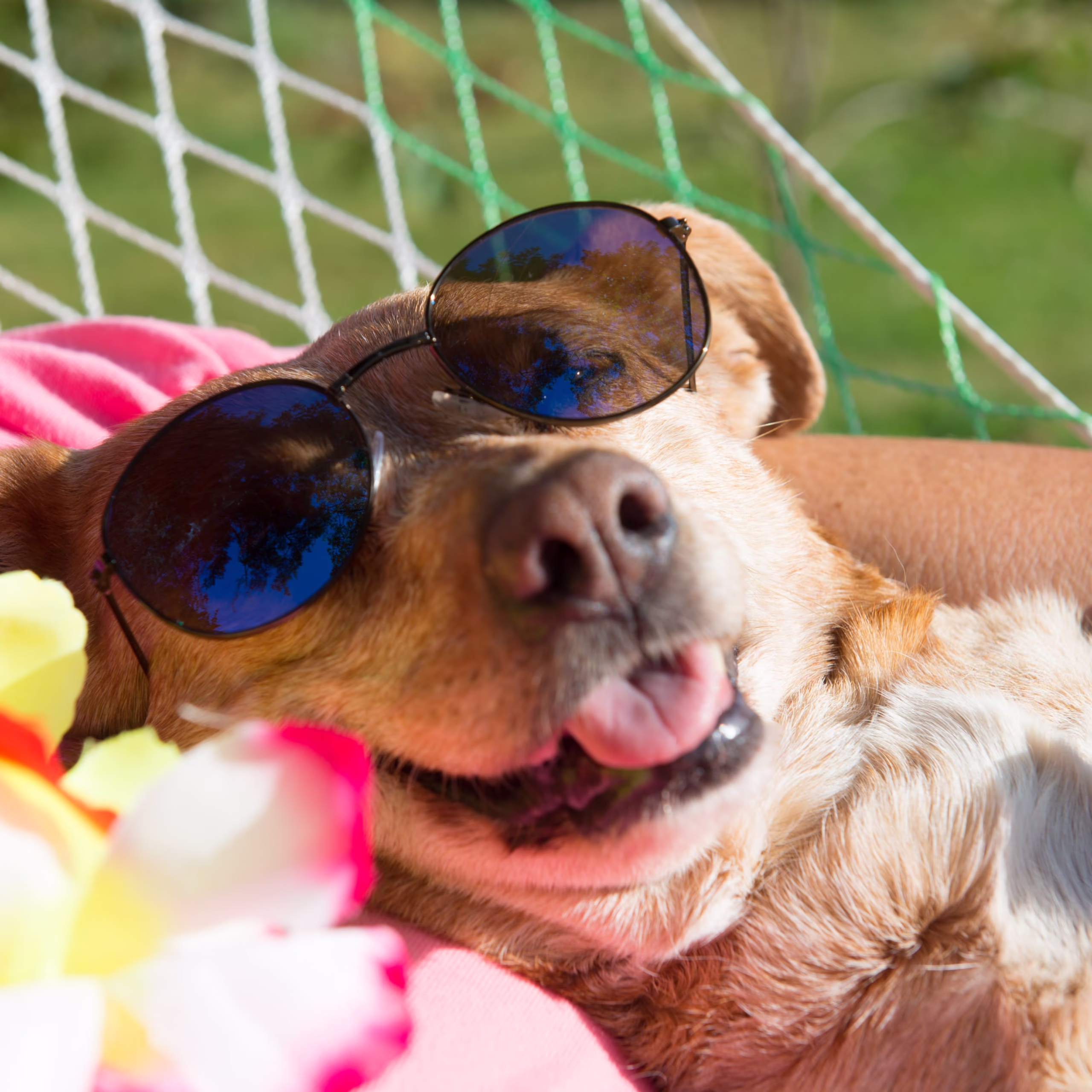 Préparez vos vacances avec votre chien ou votre chat 🐶😺