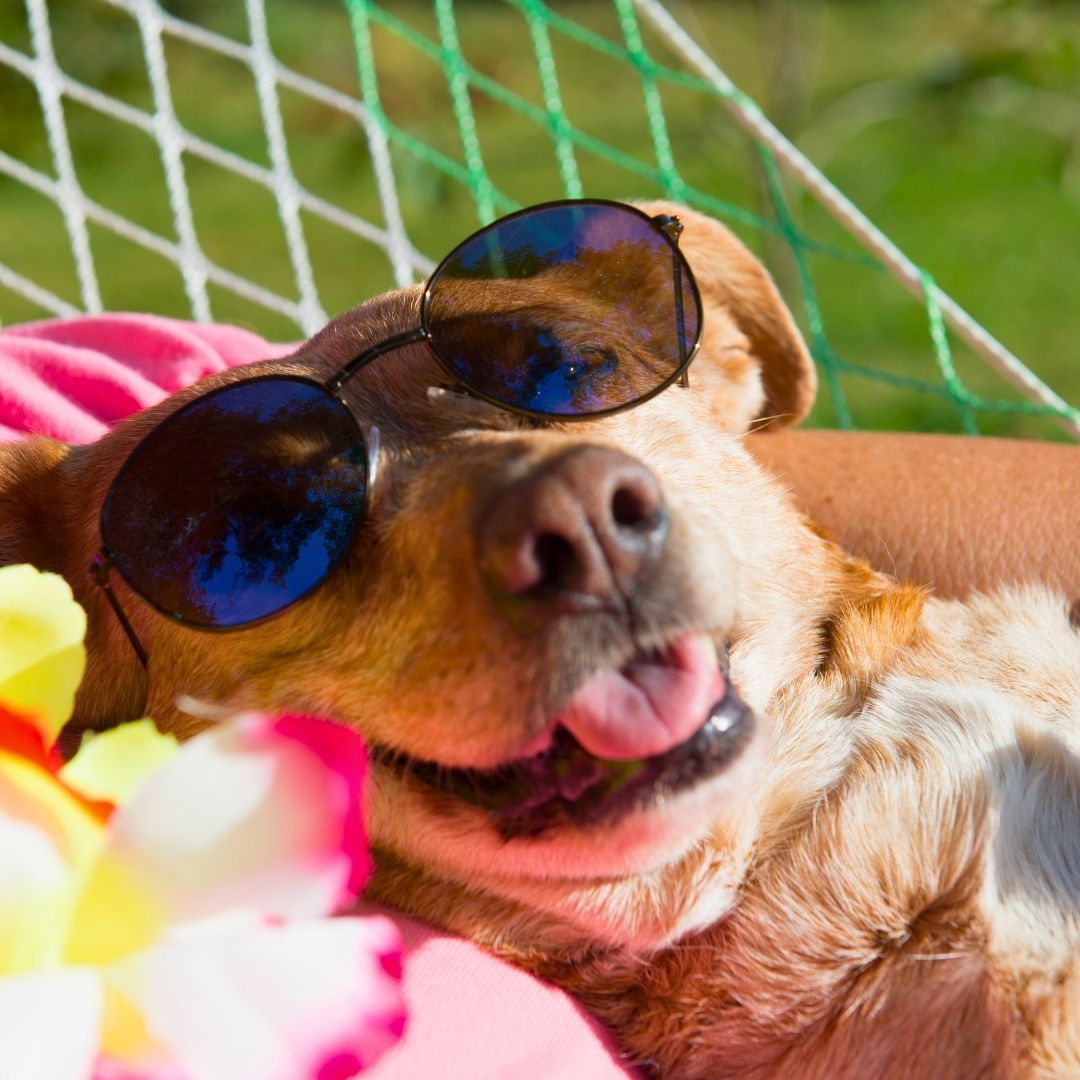 Prepare your holiday with your dog or cat 🐶😺