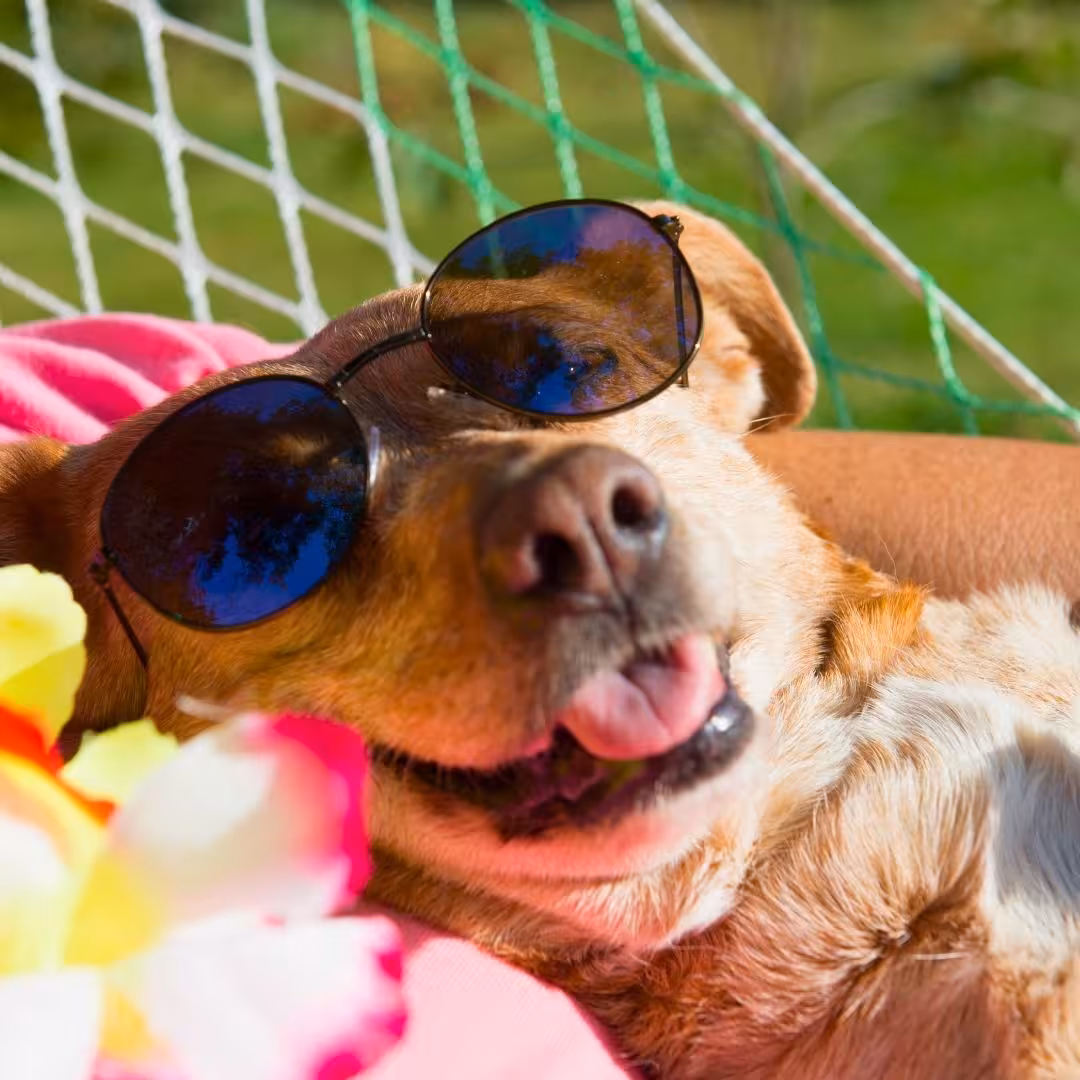 Préparez vos vacances avec votre chien ou votre chat 🐶😺